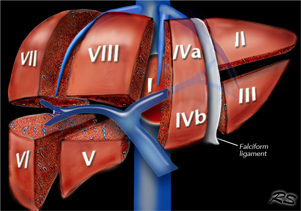 falciform ligament